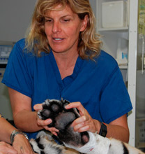 Dr. Conrad with a tiger patient