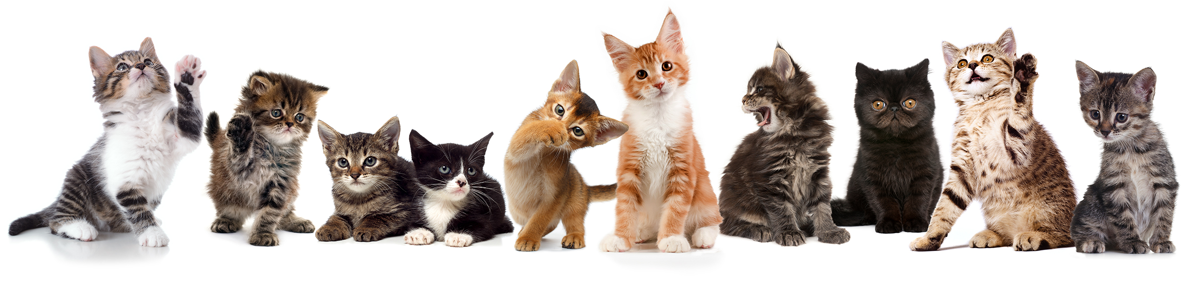 Ten out of ten kittens prefer a vet who doesn't declaw