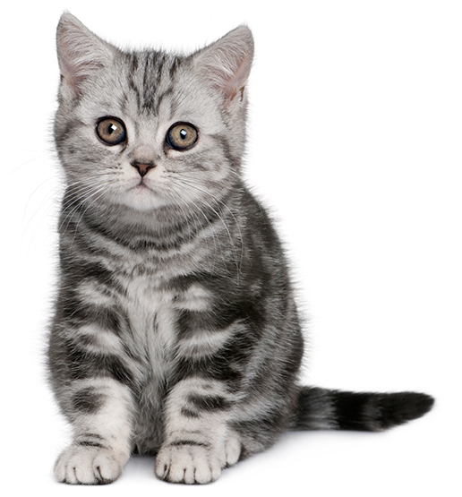 Alternatives to declawing -- Your furniture, family and other pets