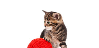 Alternatives to Declawing