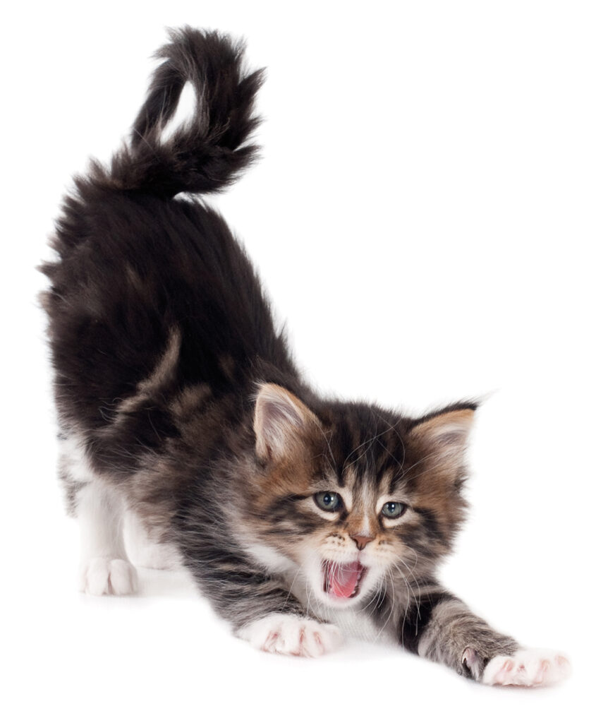 Support legislation to ban declawing cats